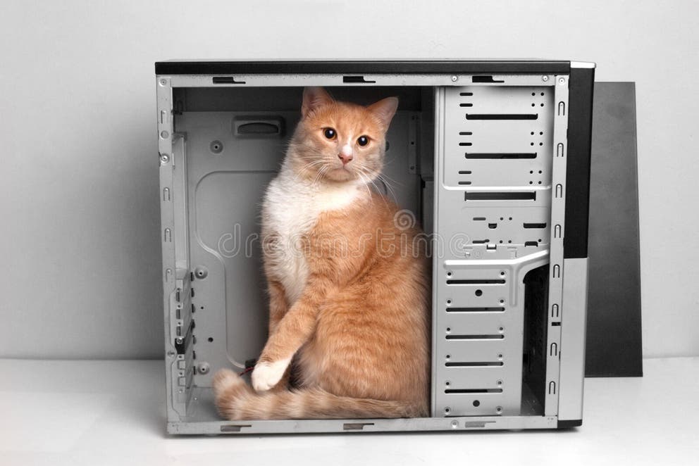 Cat in computer case