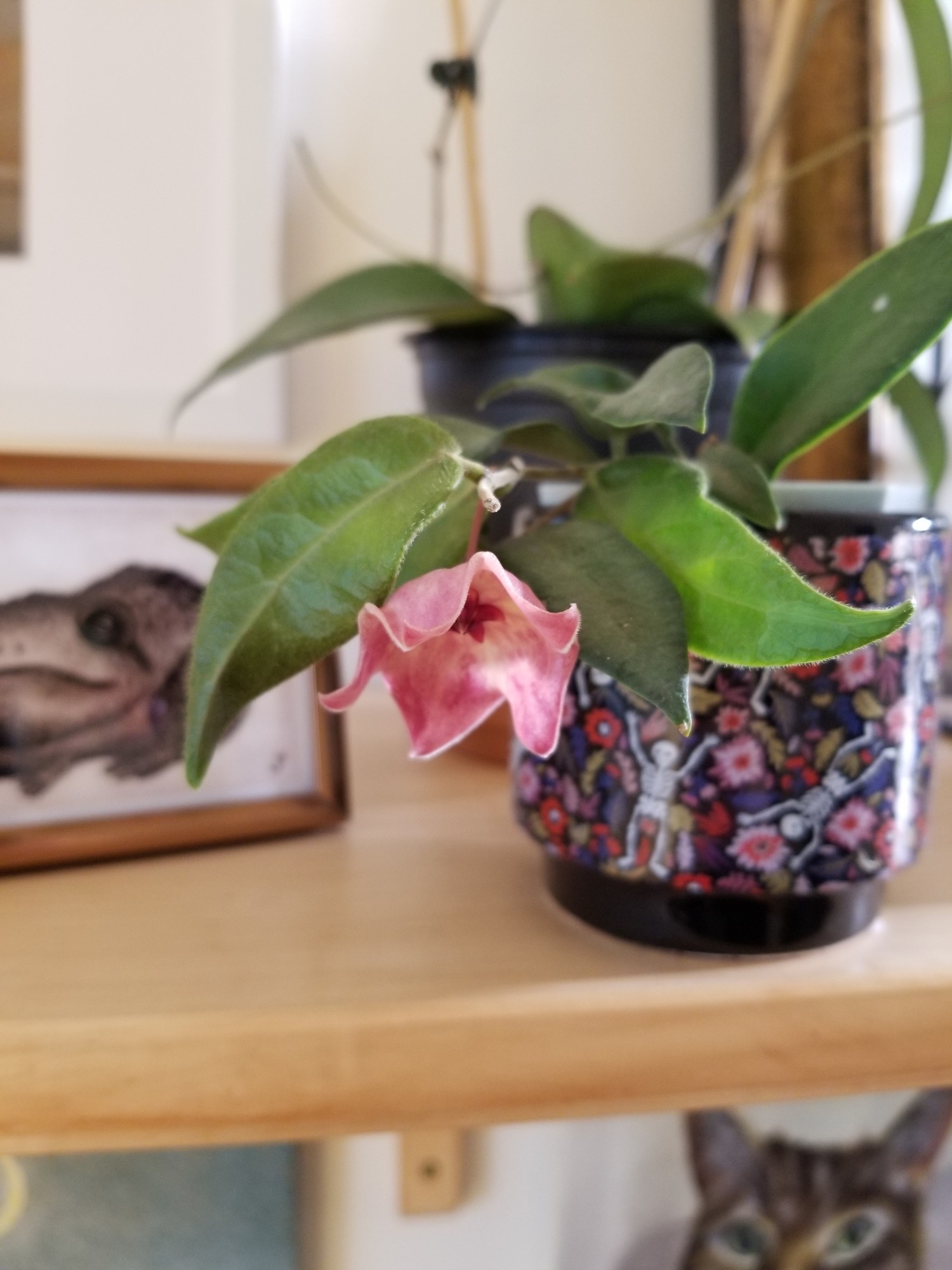 Hoya patella bloomed last week!