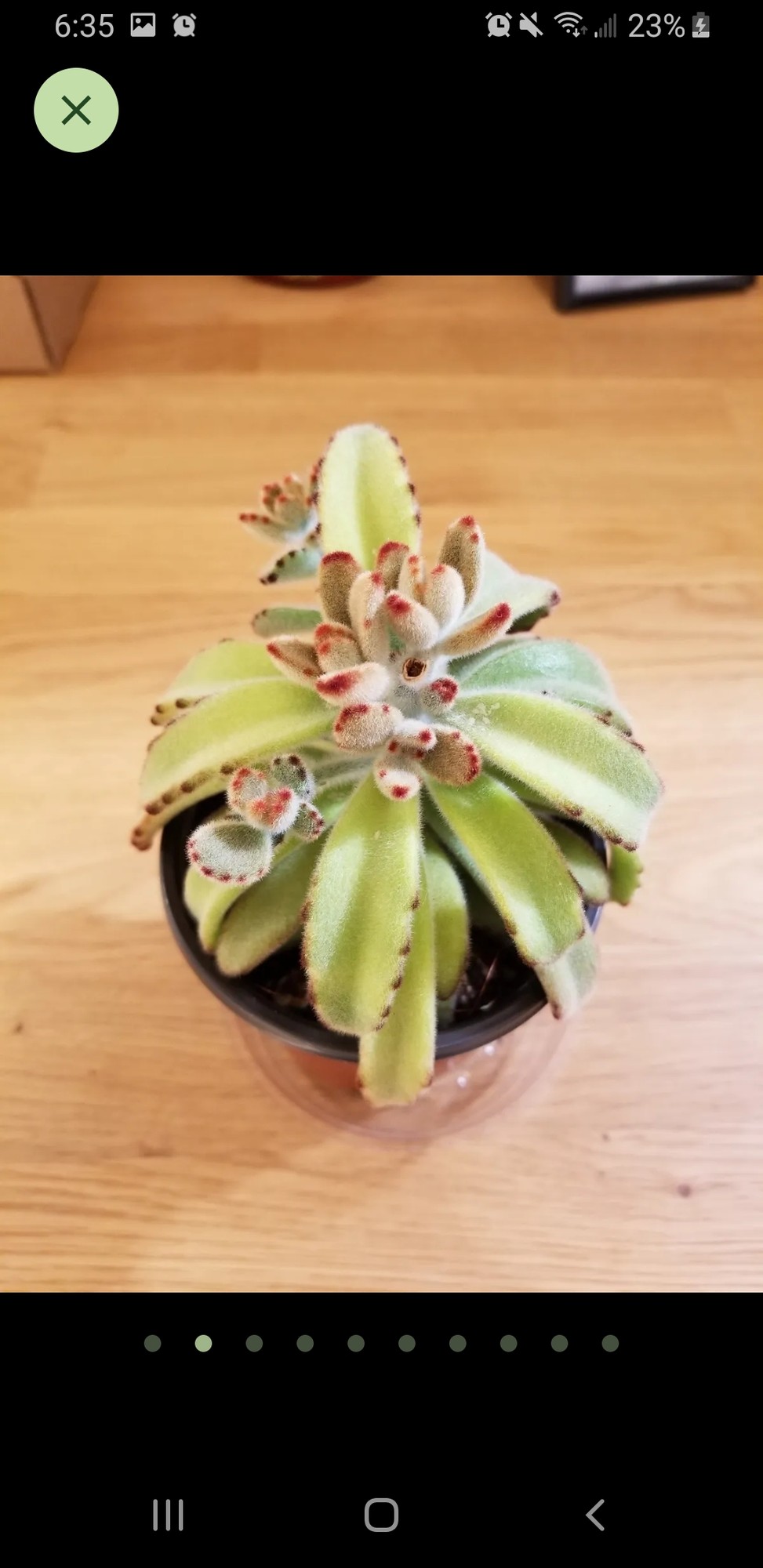 Starting to regrow