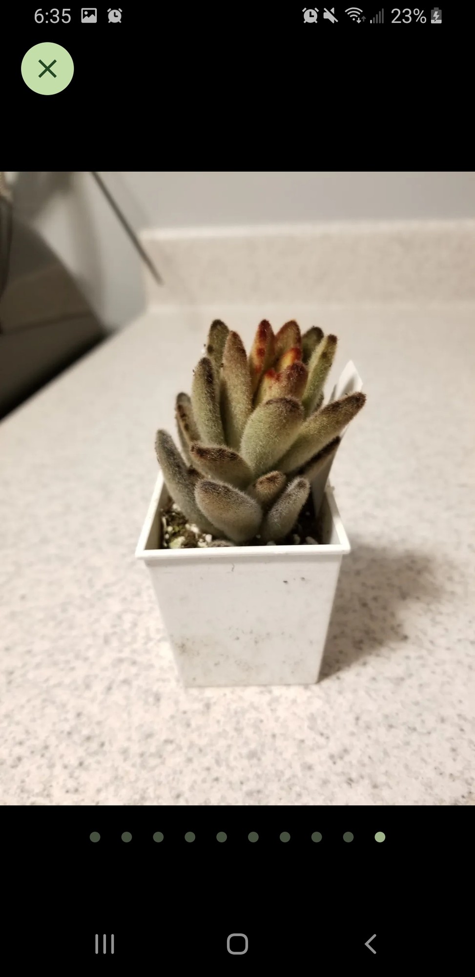 Baby chocolate soldier plant